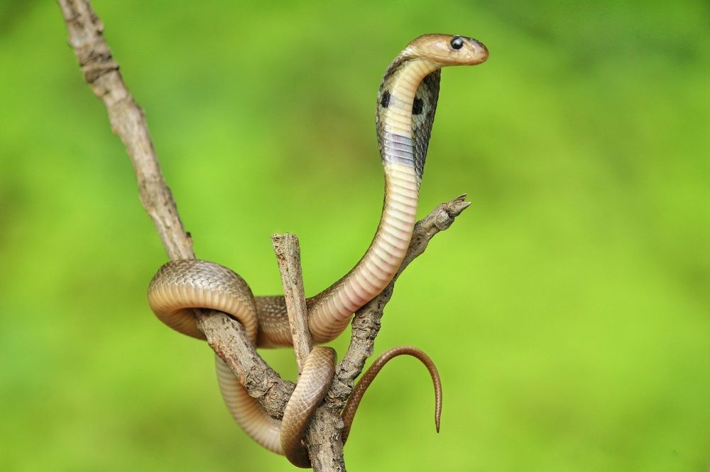 Snake