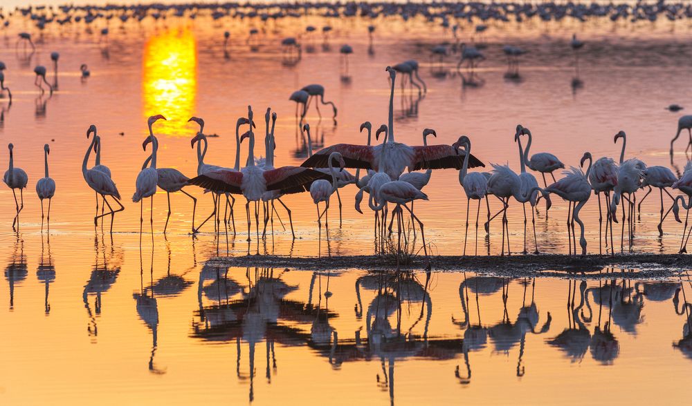 Закат фламинго