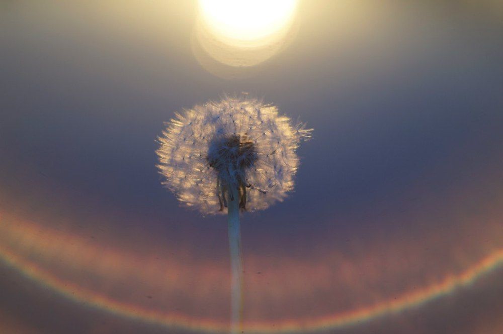 Солнце улыбается одуванчику.  (The sun is smiling at the dandelion.)