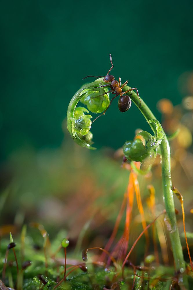 Приключения муравьишки