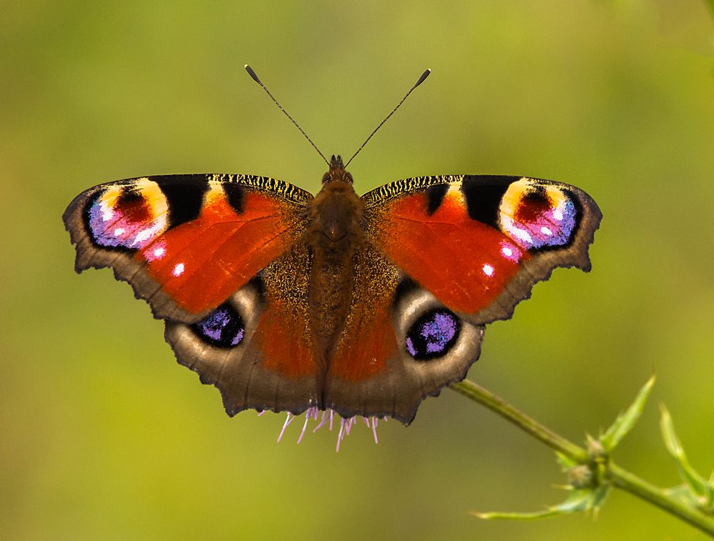 цветок  павлиний  глаз