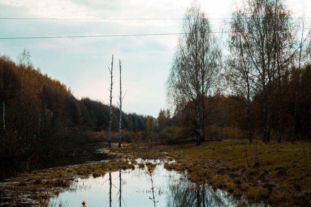 Лесок. (  Lesok )