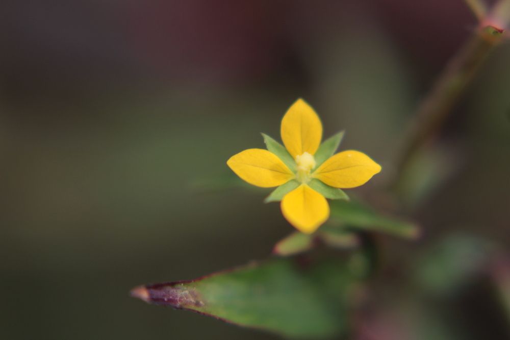 Фотография автора Sherry Naipaul