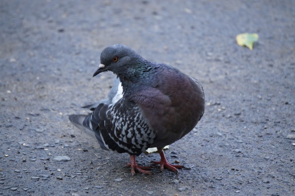 Голубь  (  Dove )