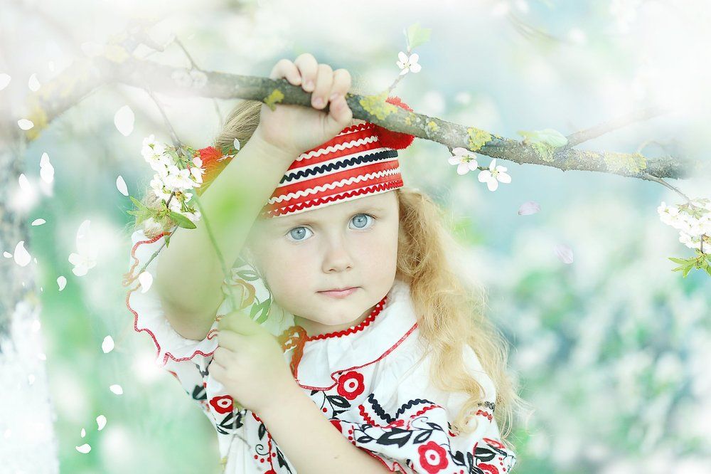 Цветущая вишня