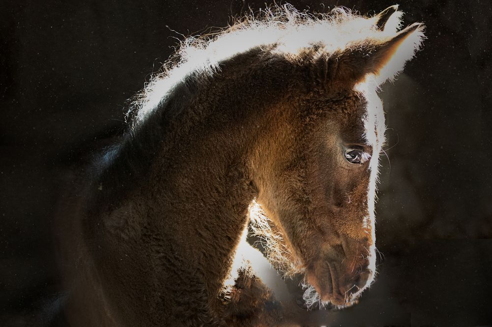 Я родился...