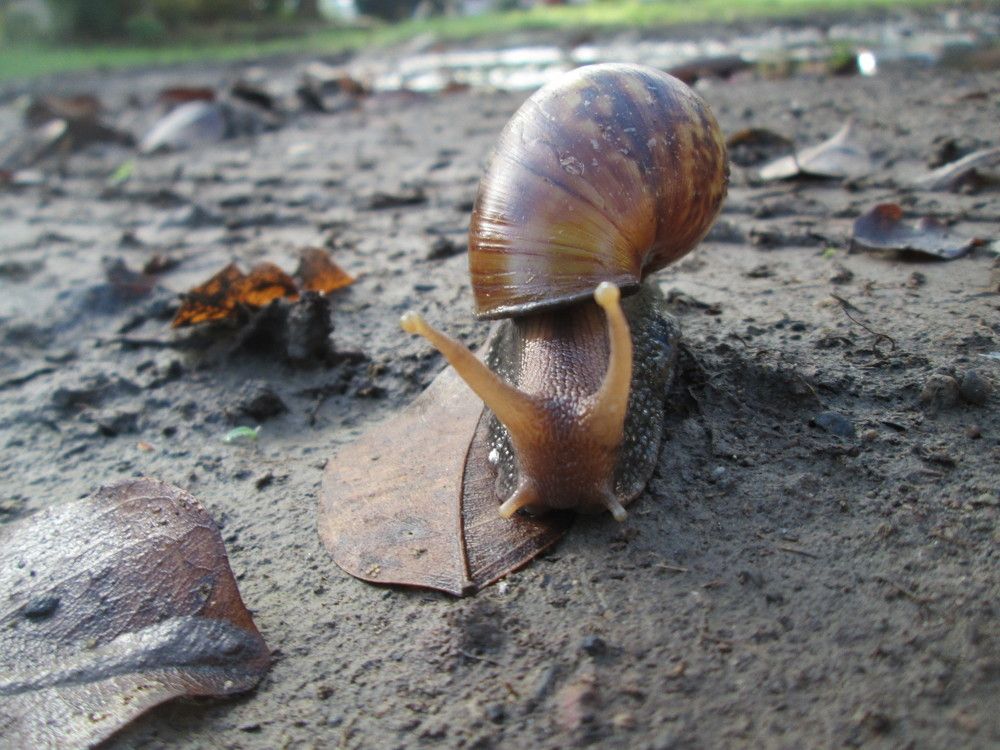 Snail in the wild