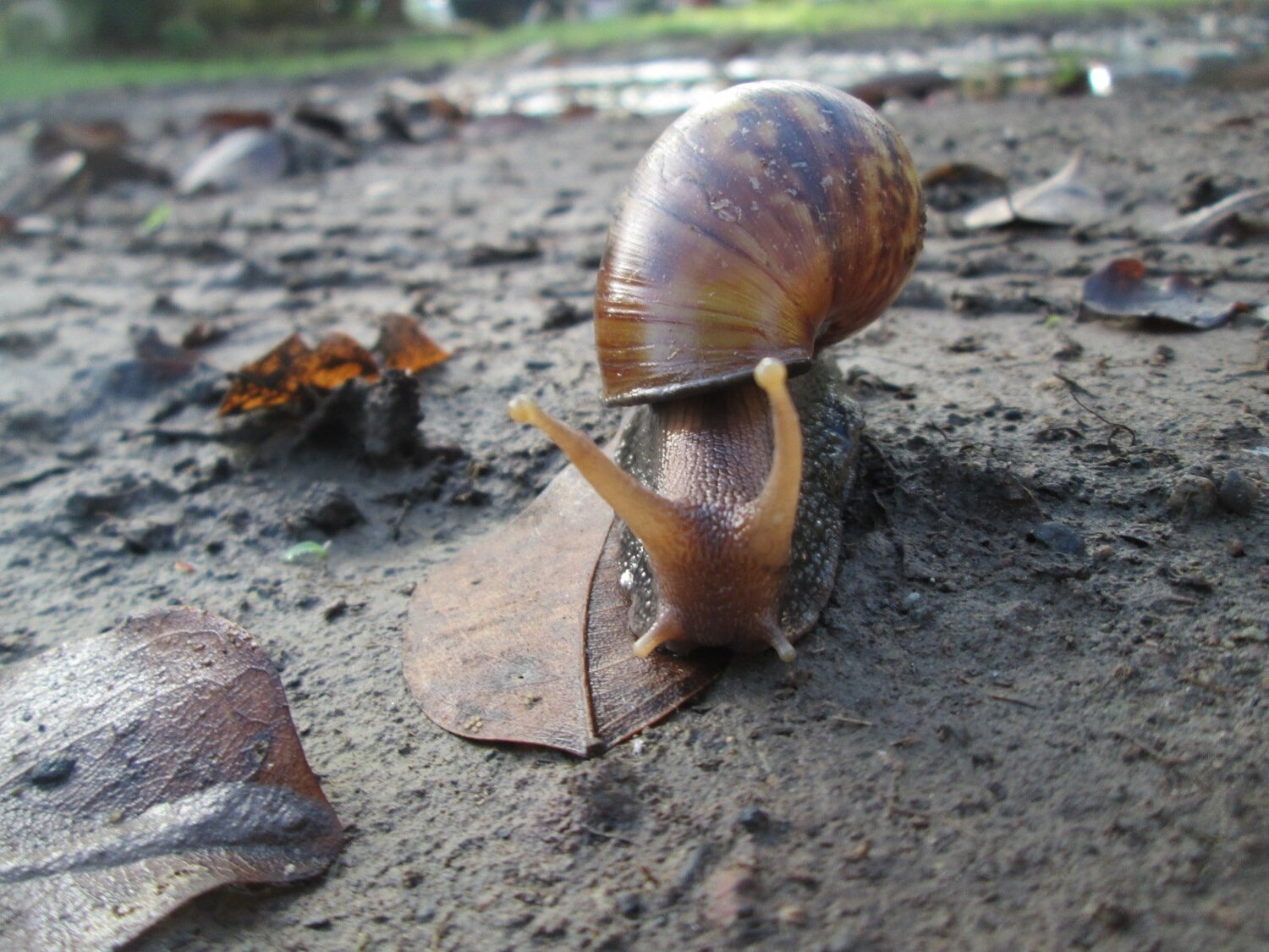 Snail in the wild