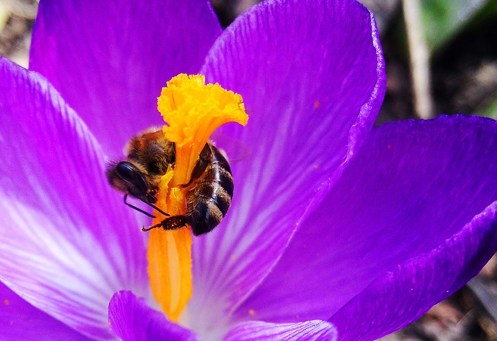 Пчелиная жадность