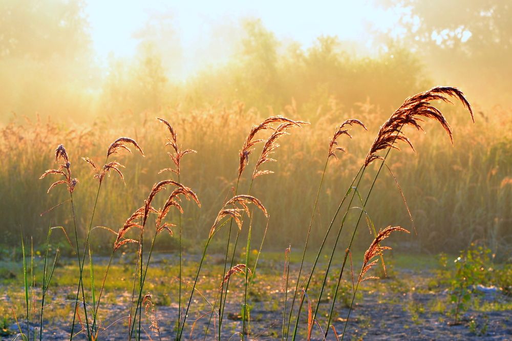 Утренний свет