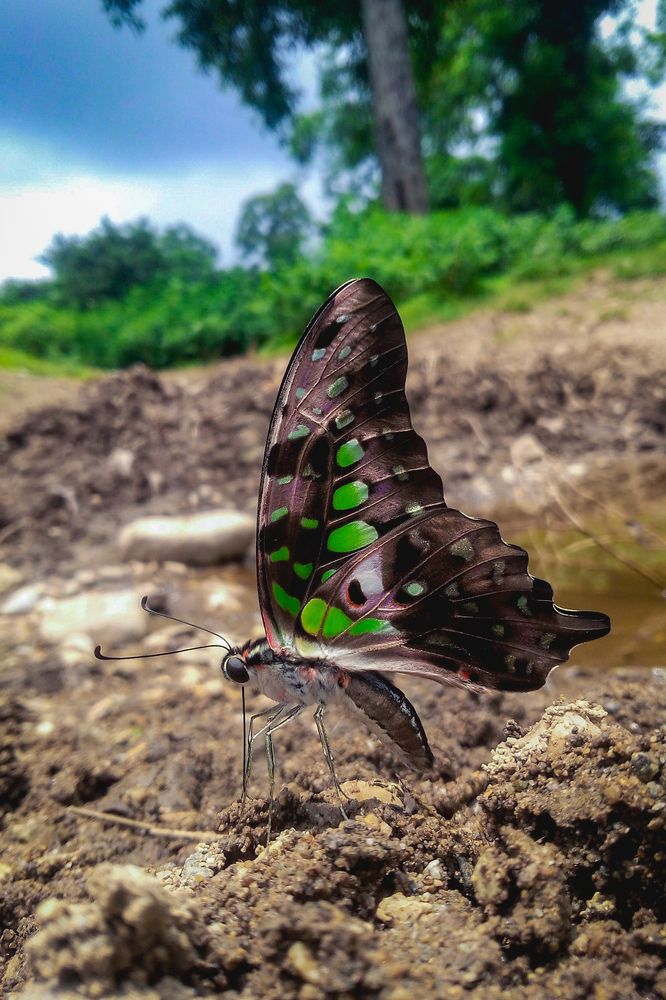 Graphium agamemnon Linnaeus, 1758 – Tailed Jay  Subspecies in India: