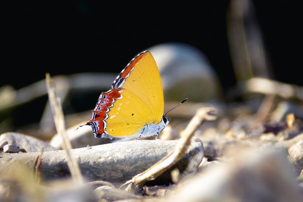 Heliophorus epicles Godart, 1823 – Purple Sapphire