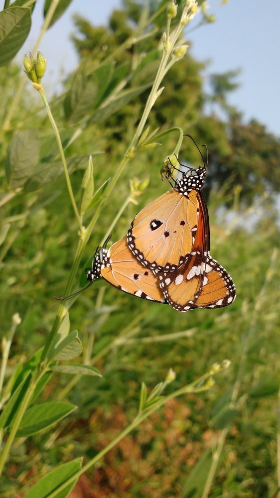 Butterfly Breeding
