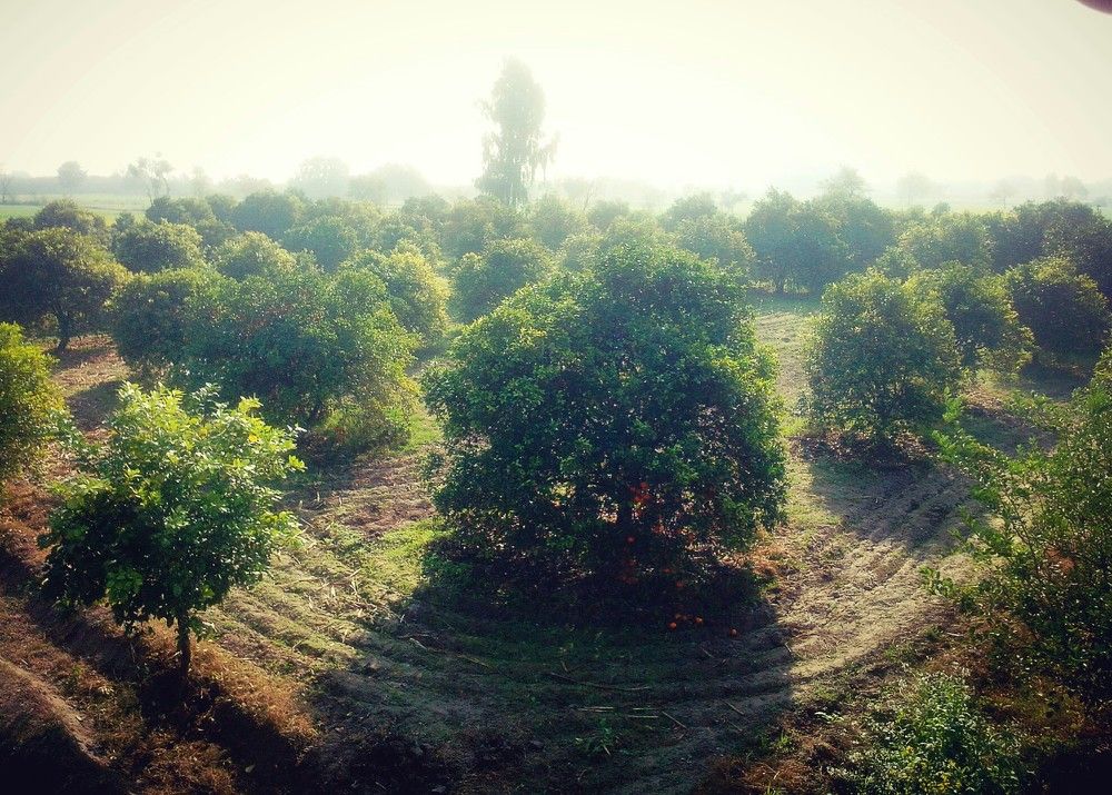 Fruit farm