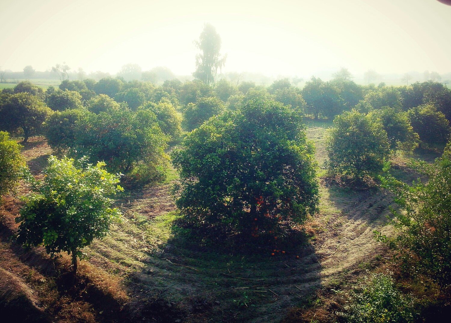 Fruit farm