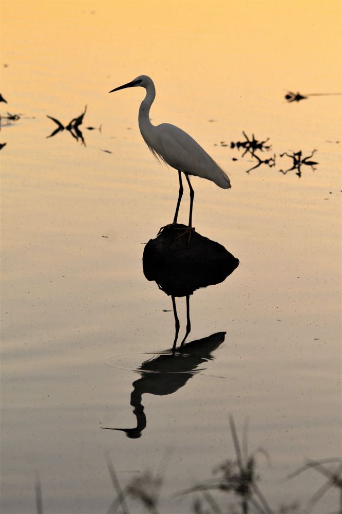 Egret at sunset