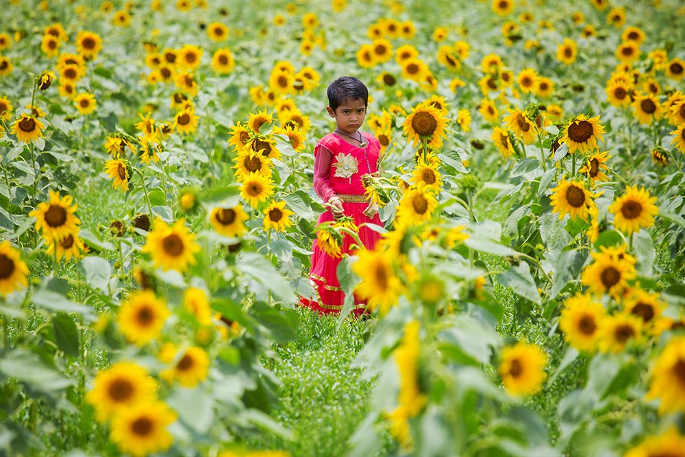 A kid in sunflower field