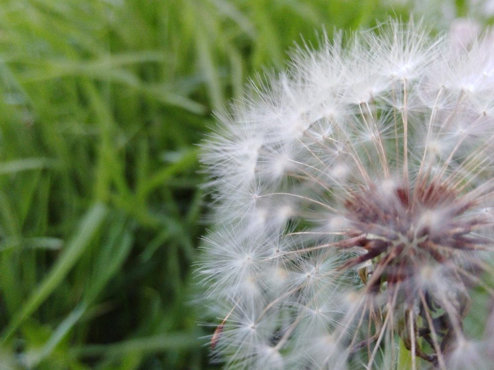 Одуванчик