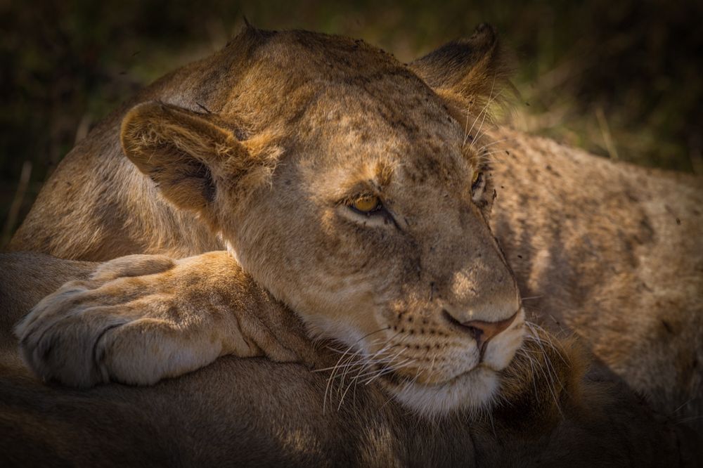 Задумчивая львица.
