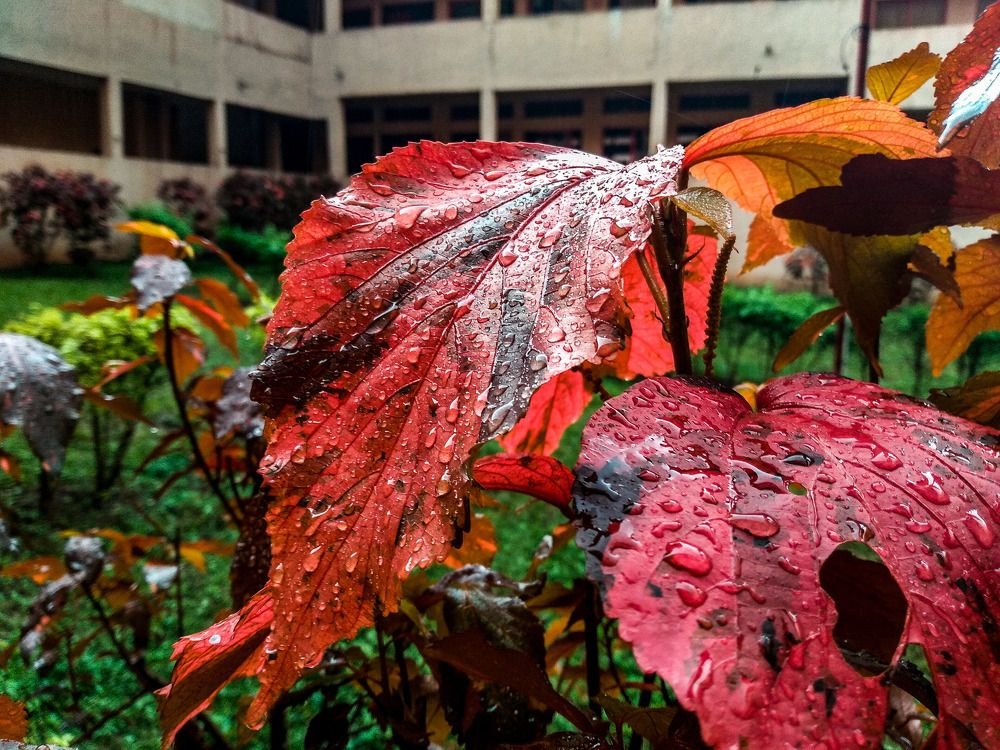 Blessed days for the plants