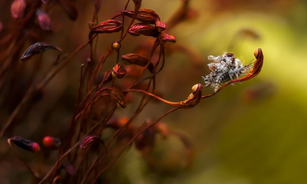 Photograph by Тараненко Анжелика
