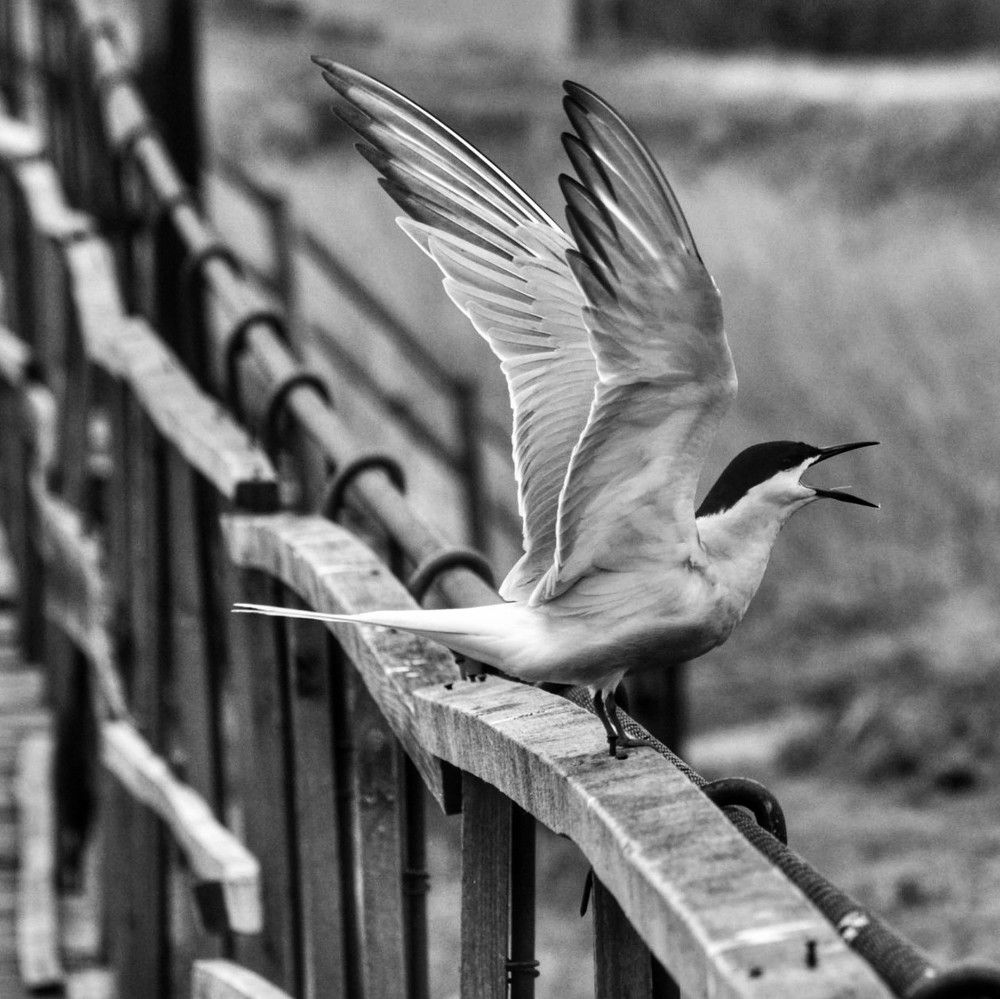 Photograph by Ирина Доровских