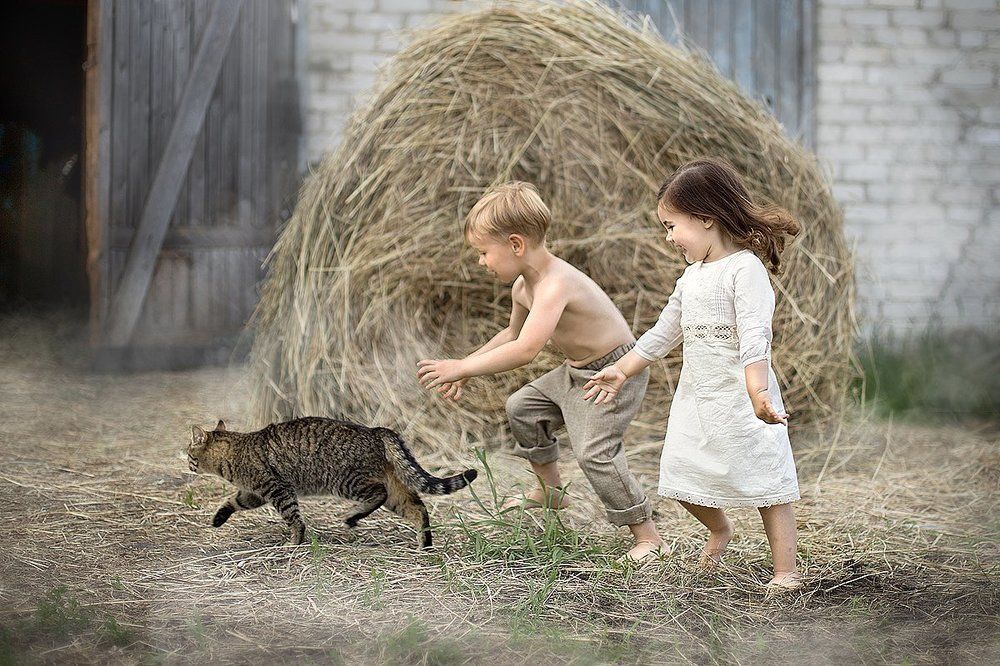 История одного кота