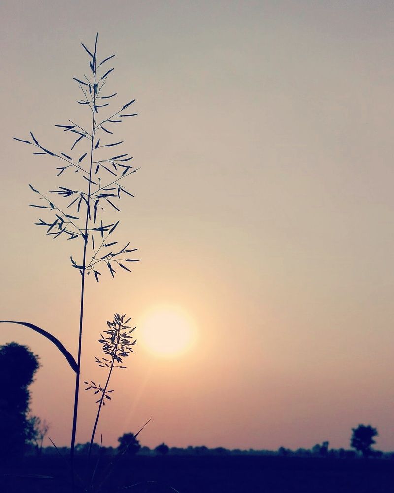 View of plant during sunset
