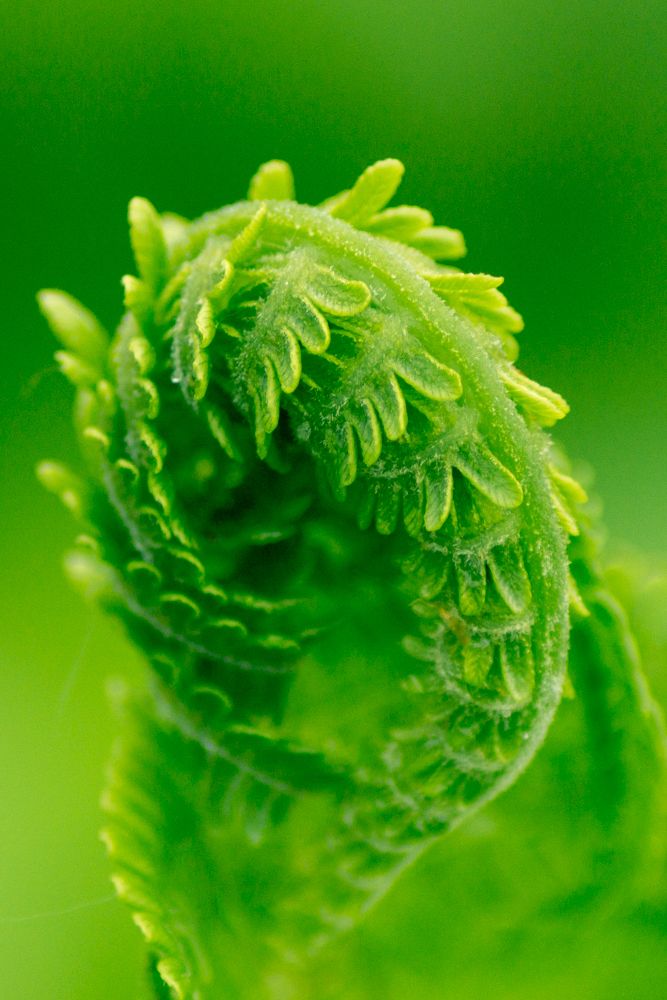 Папоротник