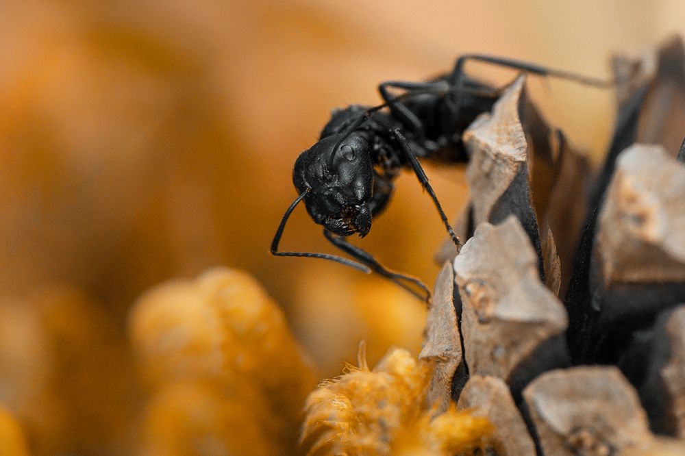 Грозный малый