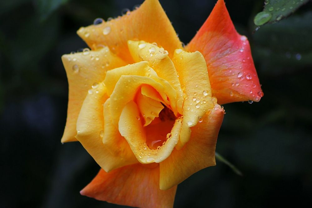 the color of the rain