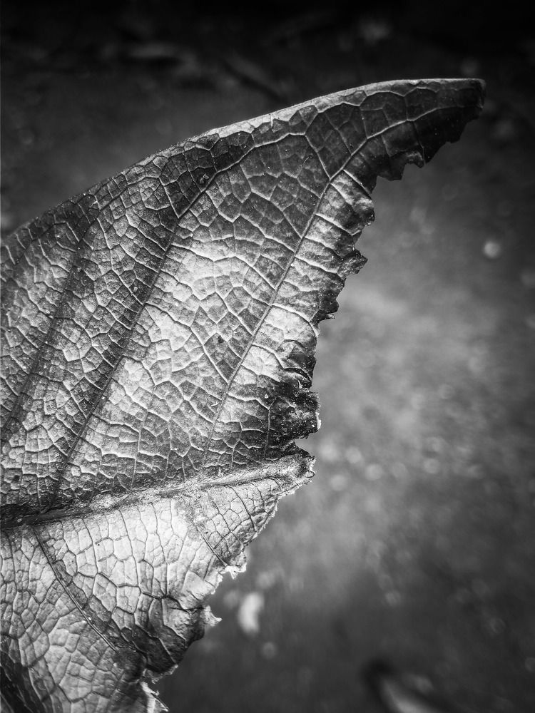 Leaf