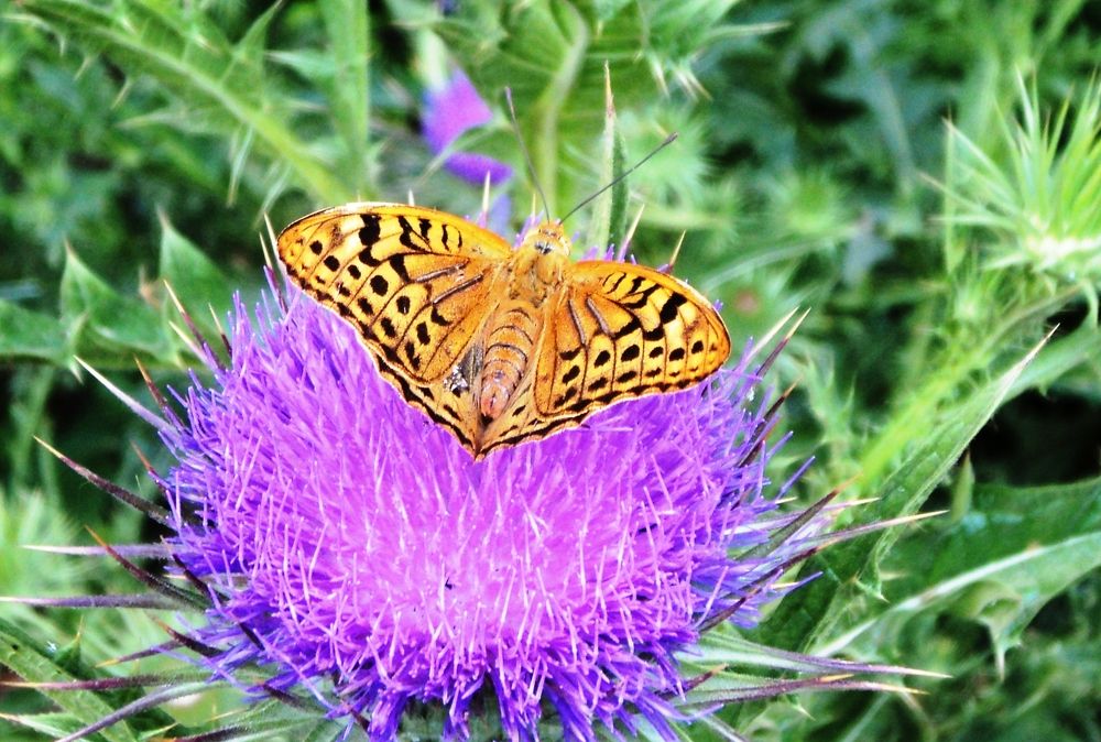 Перламутровка