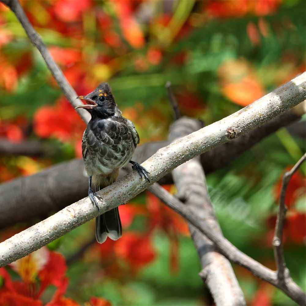 Thirsty bird in the heat