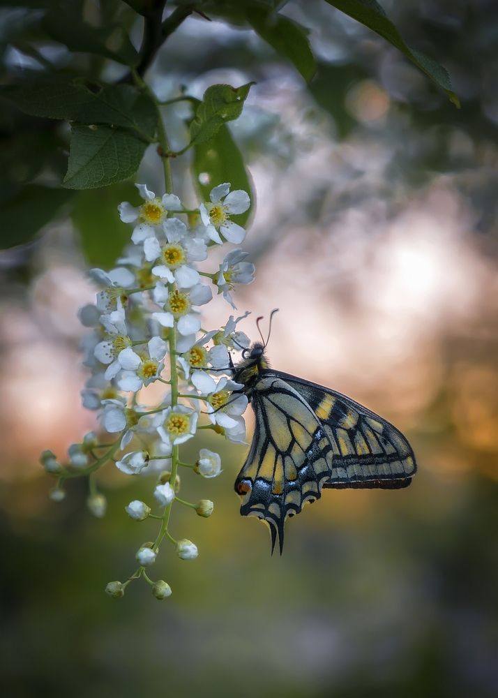 К нам пришла Весна