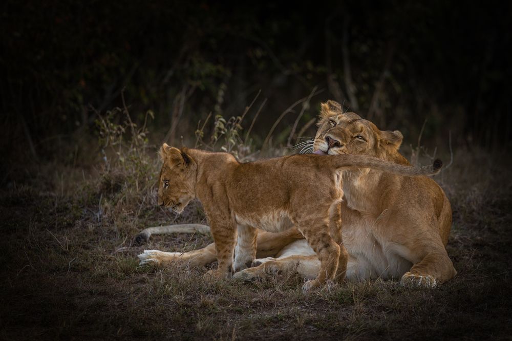 Львиная нежность.