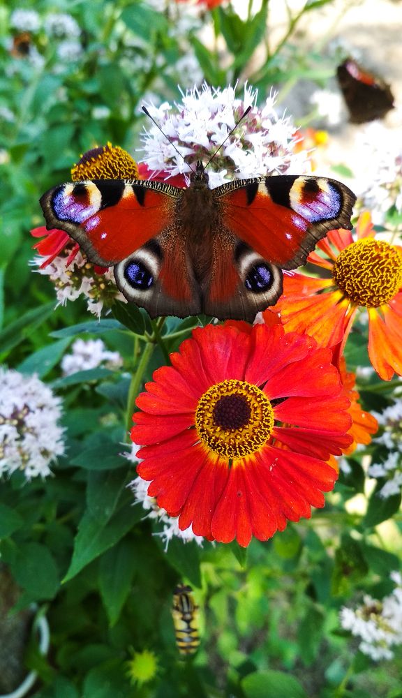 Краски лета