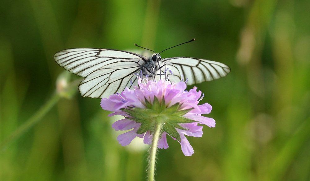 Боярышница.