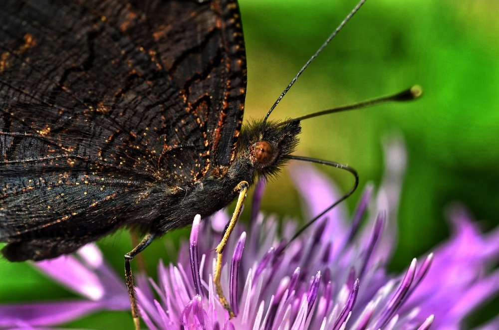 Бабочка на цветке