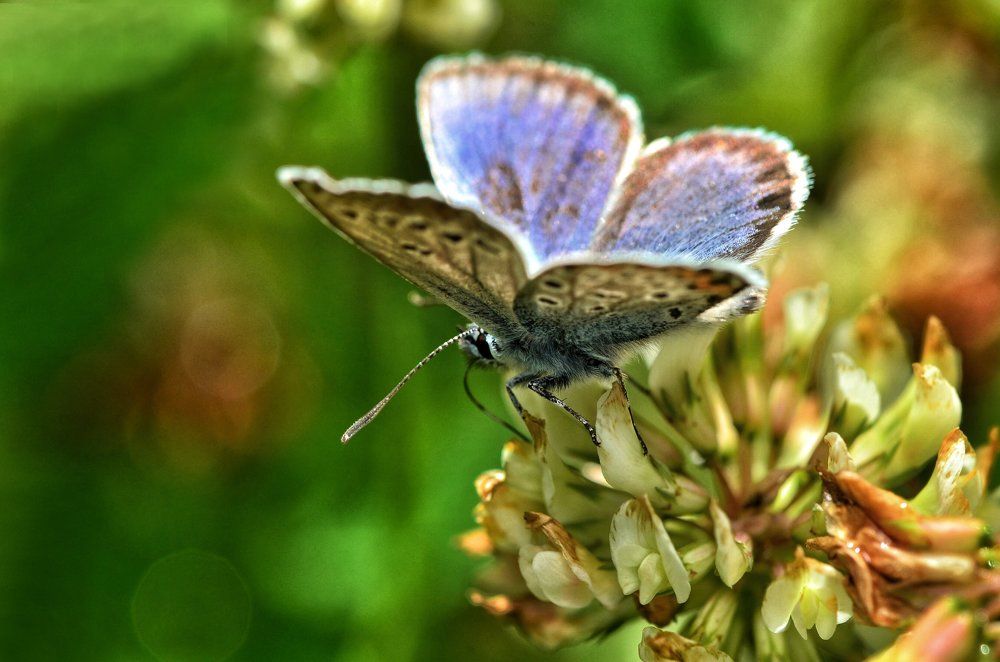 Бабочка на цветке