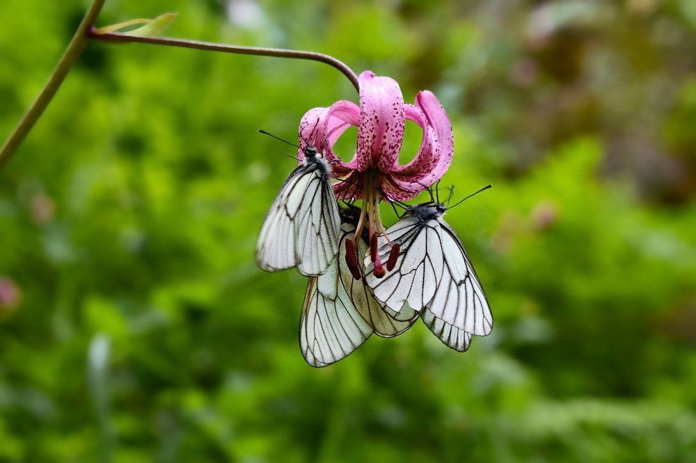 Боярышницы