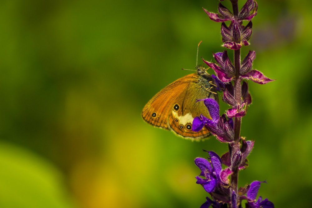 Сенница аркания