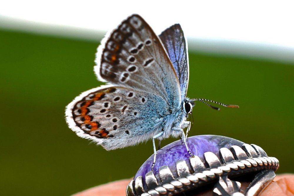 Голубянка на кольце