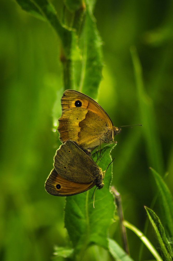 Подсмотрела...