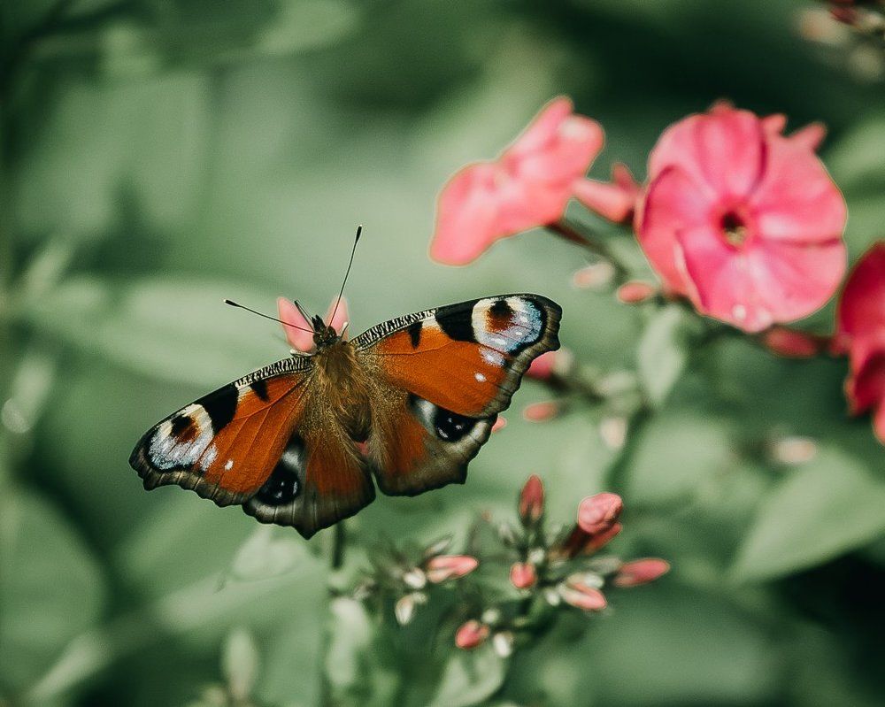 Photograph by Янсон Дмитрий