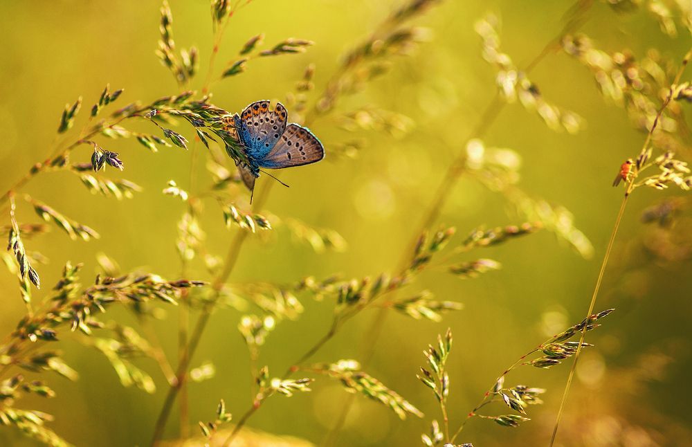 про голубянку и золотой вечер