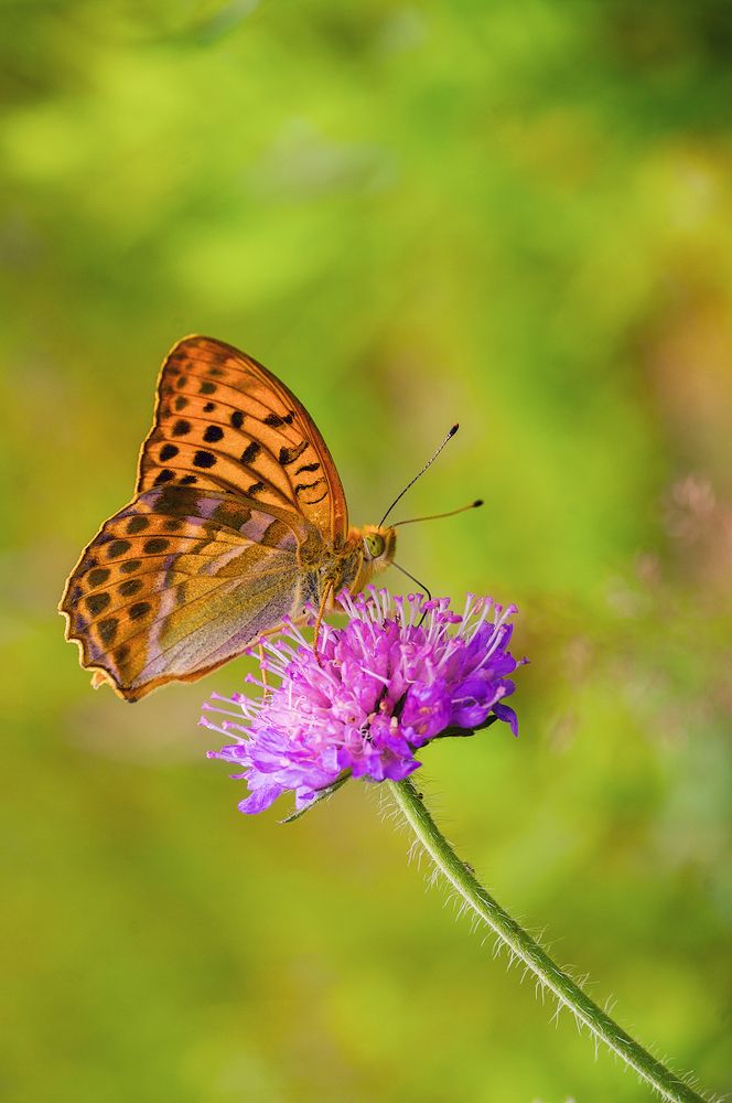 красота в простоте