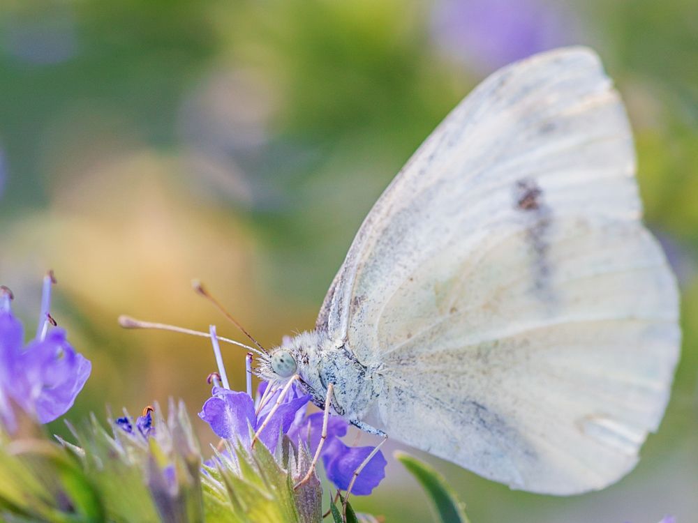 Бабочка на лаванде.