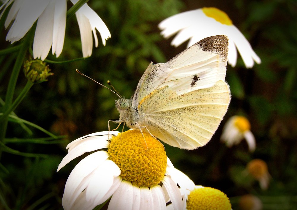 Последние бабочки...