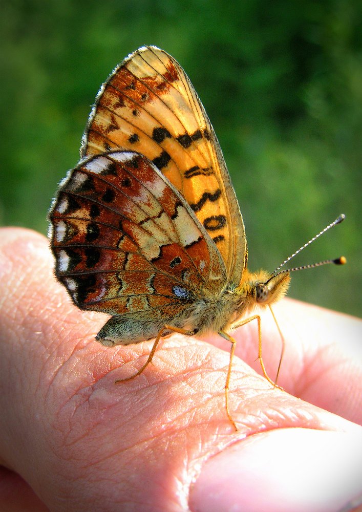 Совсем ручная...